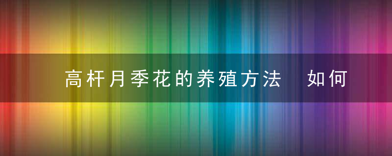 高杆月季花的养殖方法 如何养殖高杆月季